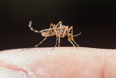 What causes Malaria and how to prevent it.